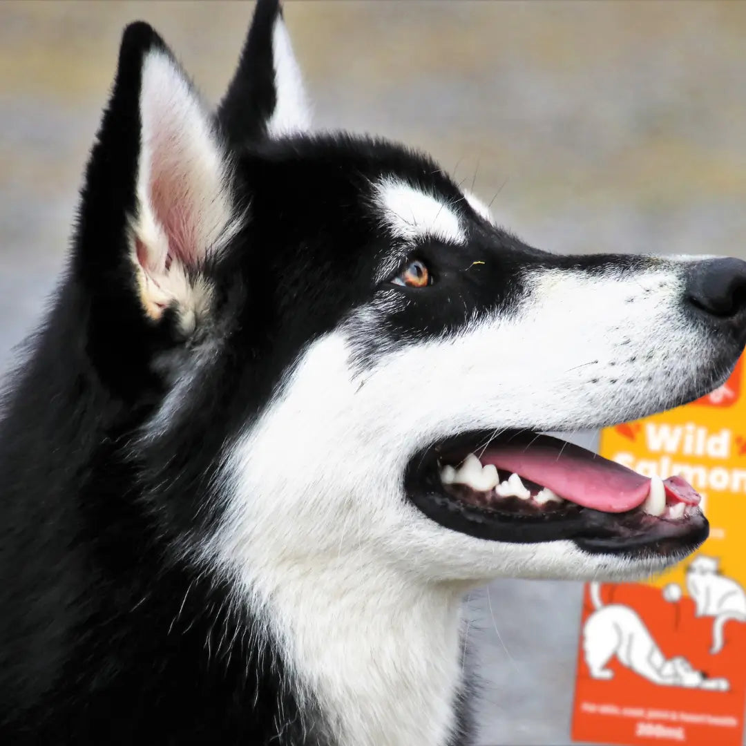 Salmon_Oil_Dr_shiba_Floof_pets_happy_tummy_Immunity_bites