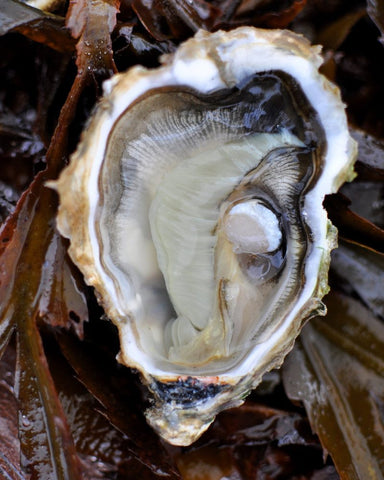 C. Gigas, Pacific Oyster with the black mantle. Photo taken by yours truly in France.