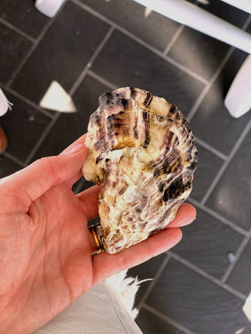 Perla Del Delta oysters have a beautiful pink hue to their shells.