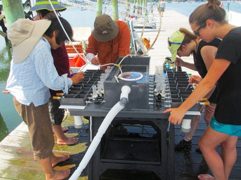 Source: NOAA Fisheries. “Field experiments to measure feeding and nutrient uptake by shellfish in the Greenwich watershed in 2015. Credit: NOAA Fisheries.”