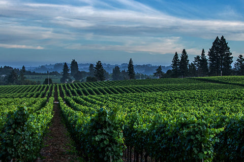 Rows of grapes growing in a vineyard much like those in Mendocino County in Northern California.