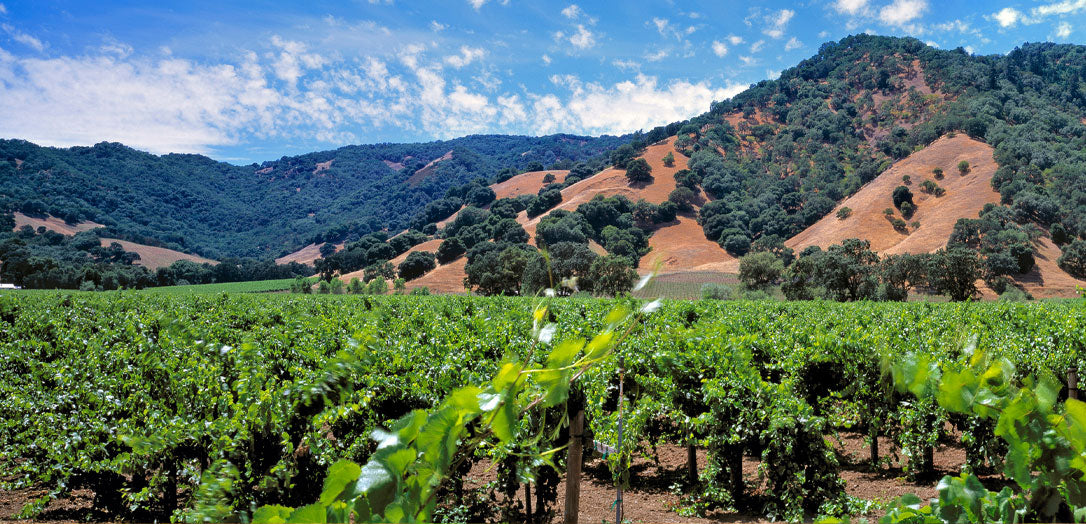 View of vineyards in Mendocino County, famed wine-growing country in California.