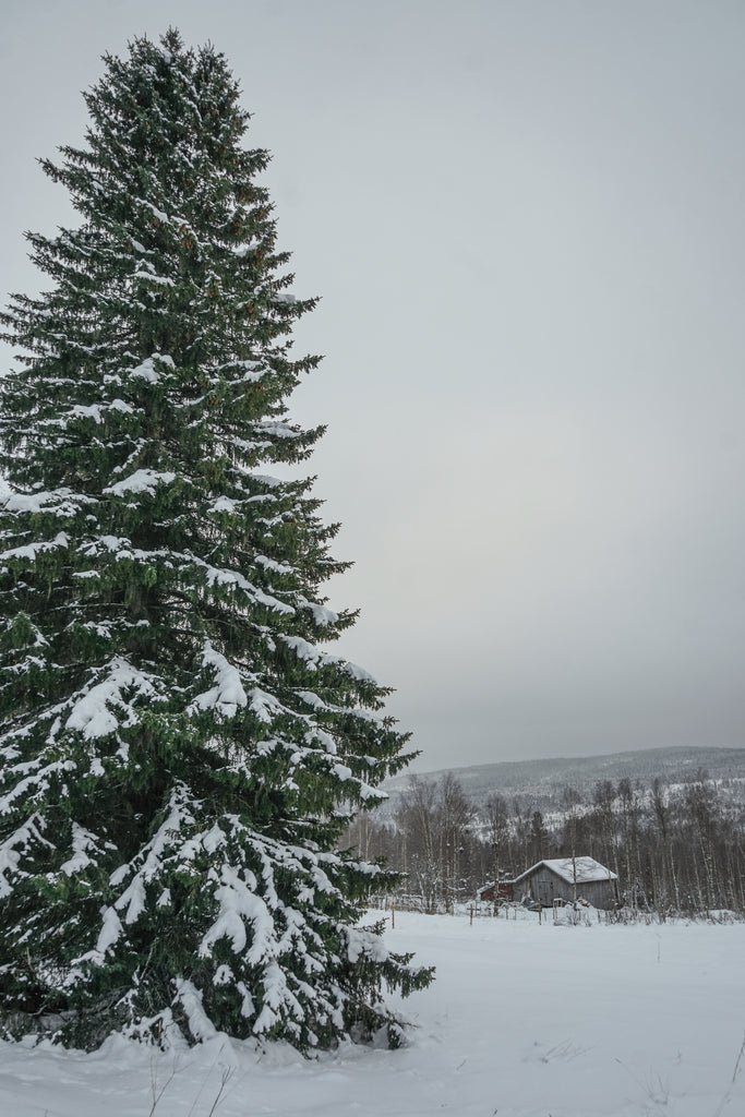 snow covered tree in Sweden 