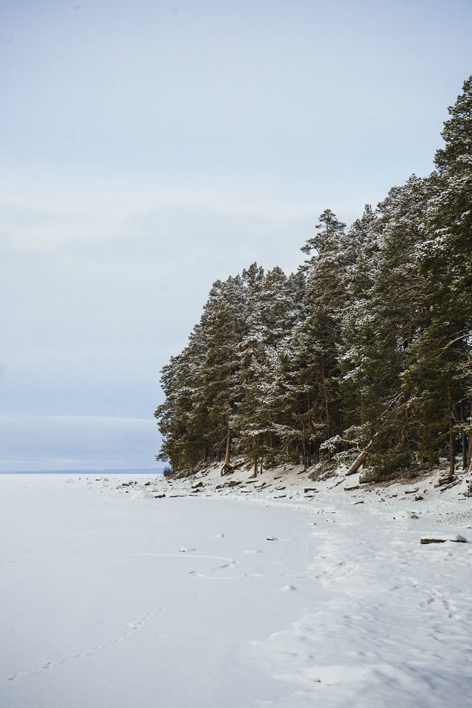 winter scenery