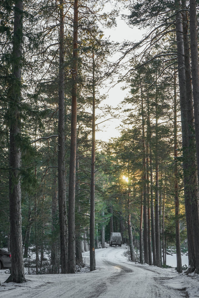 driving through the woods