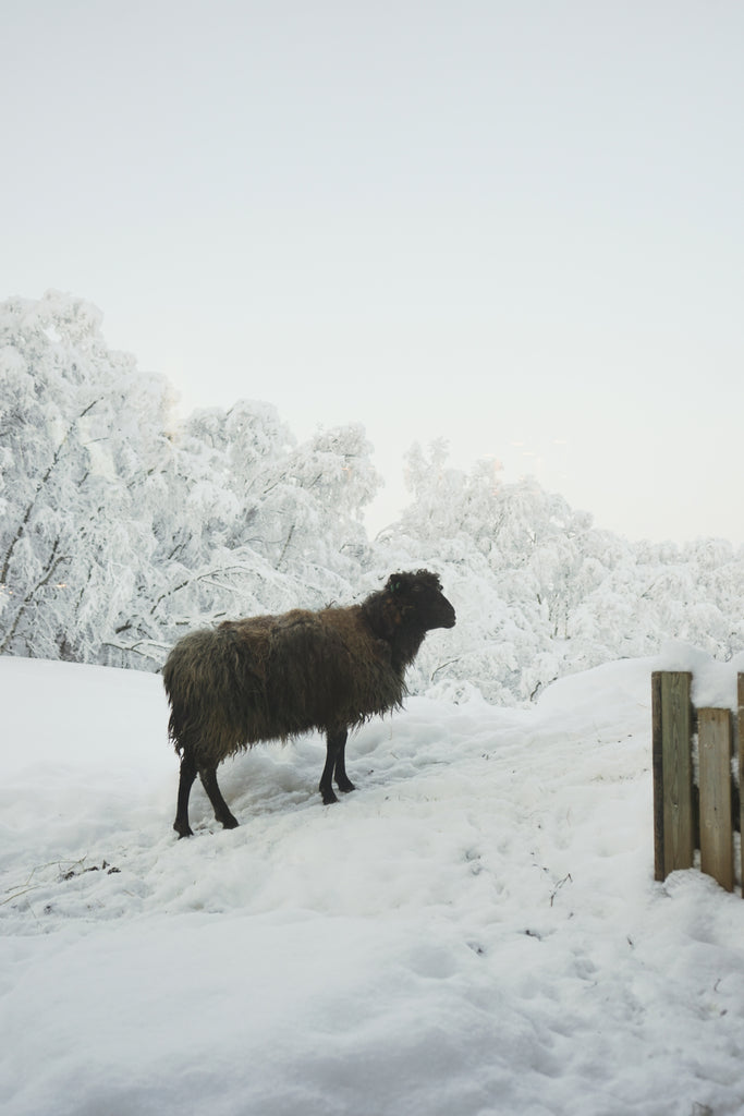 sheep at the gallery