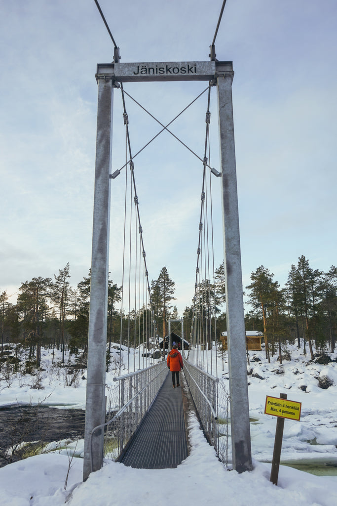 robin standing on a bridge