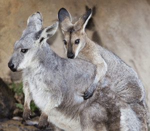 mating kangaroos