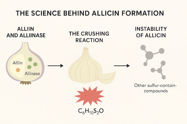The Science Behind Allicin Formation