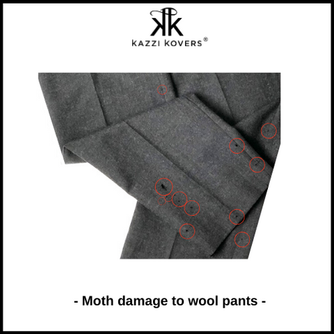 Moth damage to wool pants