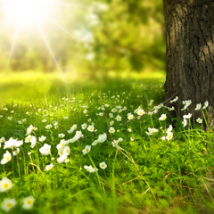 Direct sunshine rays | Avoid direct sunglight on your garments