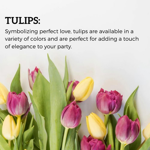 Tulips and Tulips' flower language