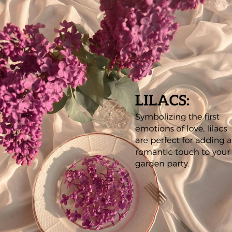 Lilacs and its flower language