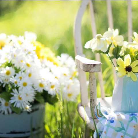 Beautiful spring flowers in bloom for home decoration