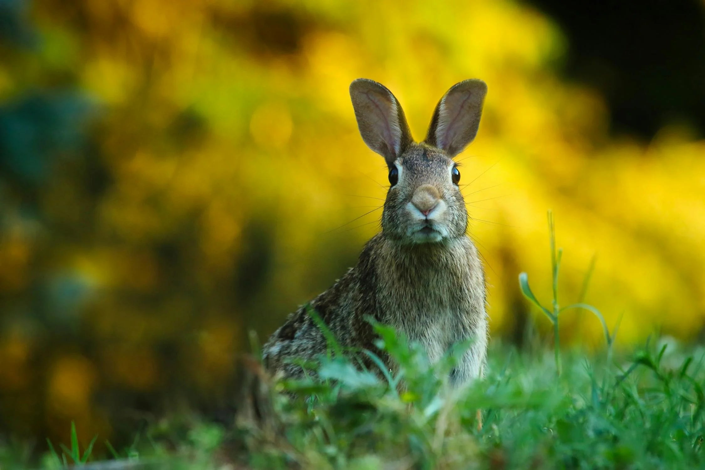 Easter Bunny in the garden