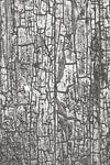 3-D Texture Fades Embossing Folder - Cracked by Tim Holtz