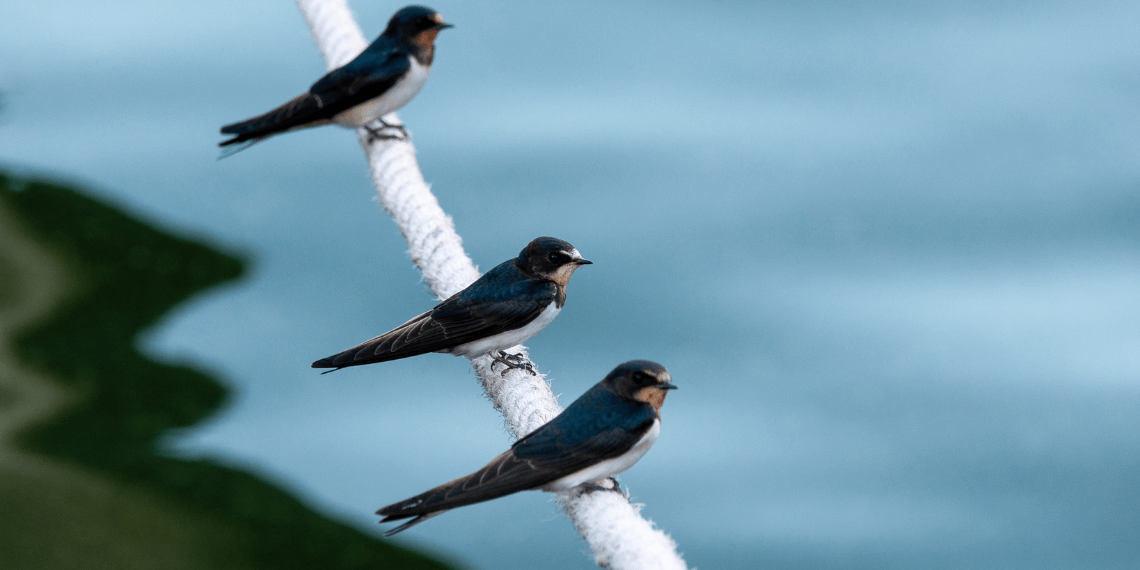 Image features three young swallows perched on a white rope, set against a scenic backdrop of lush greenery and the ocean. The birds are facing towards the expansive view, highlighting their natural environment and the serene, picturesque setting.