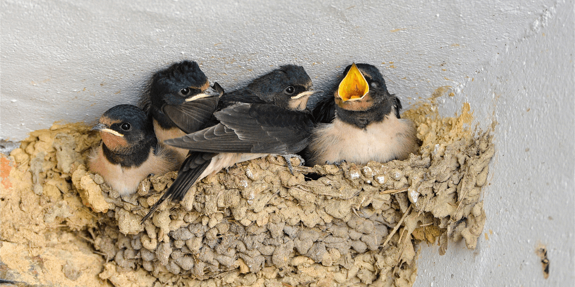 Image captures four baby swallows snuggled together in their nest, with one chick opening its beak wide. The close-up shot emphasizes their fluffy feathers and the cozy, compact space of the nest, set against a soft, blurred background that focuses attention on the young birds.