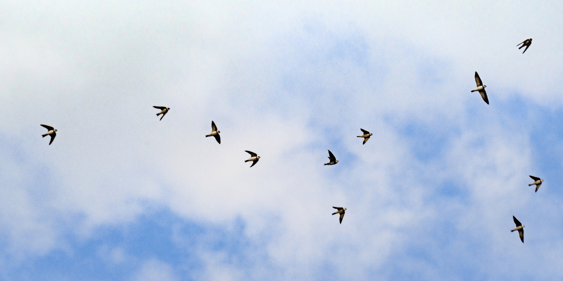 Image captures a scene looking upwards at a clear blue sky dotted with white clouds, where a group of swallows are flying, symbolizing their seasonal arrival in San Juan. The perspective emphasizes the feeling of witnessing the birds' migration from below.