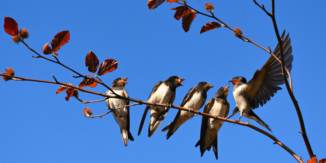 Image depicts five swallows sitting on a branch, set against a backdrop of a clear blue sky. Four of the birds are perched quietly, while the fifth swallow is in motion, flapping its wings.