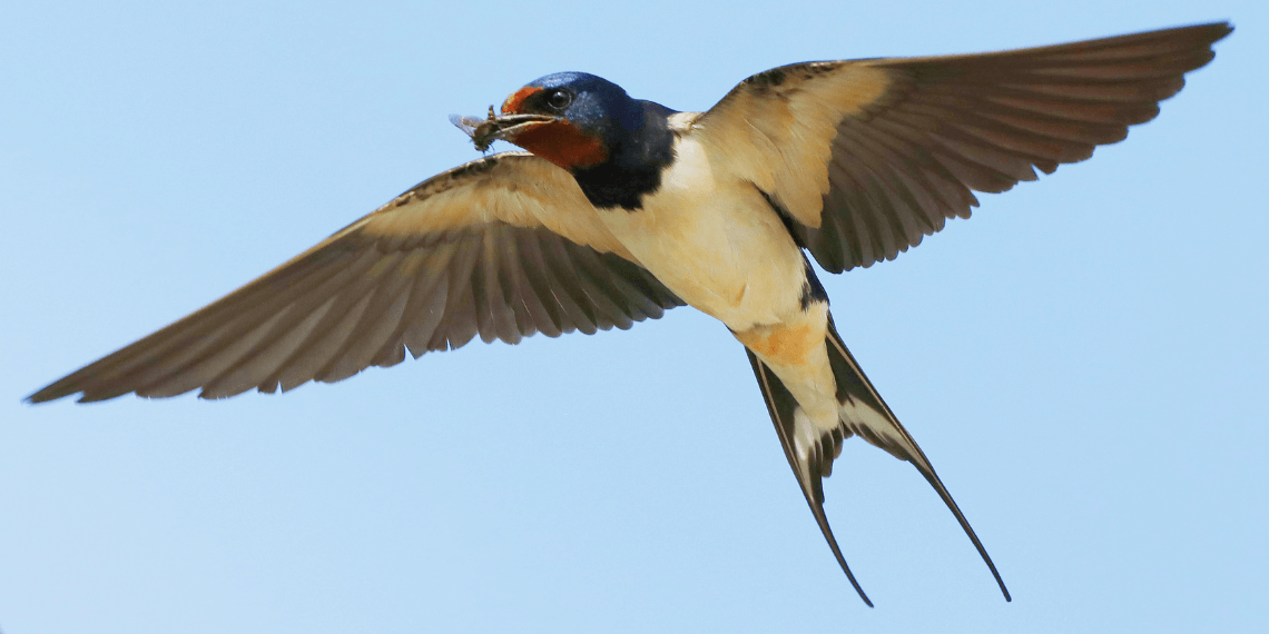 Close-up image of a swallow in mid-flight, showcasing its beautifully spread wings and sleek body. The bird has caught a bug in its mouth, highlighting its agility and precision as a hunter. The detailed view captures the texture of the feathers and the dynamic movement of the swallow against a blurred background.