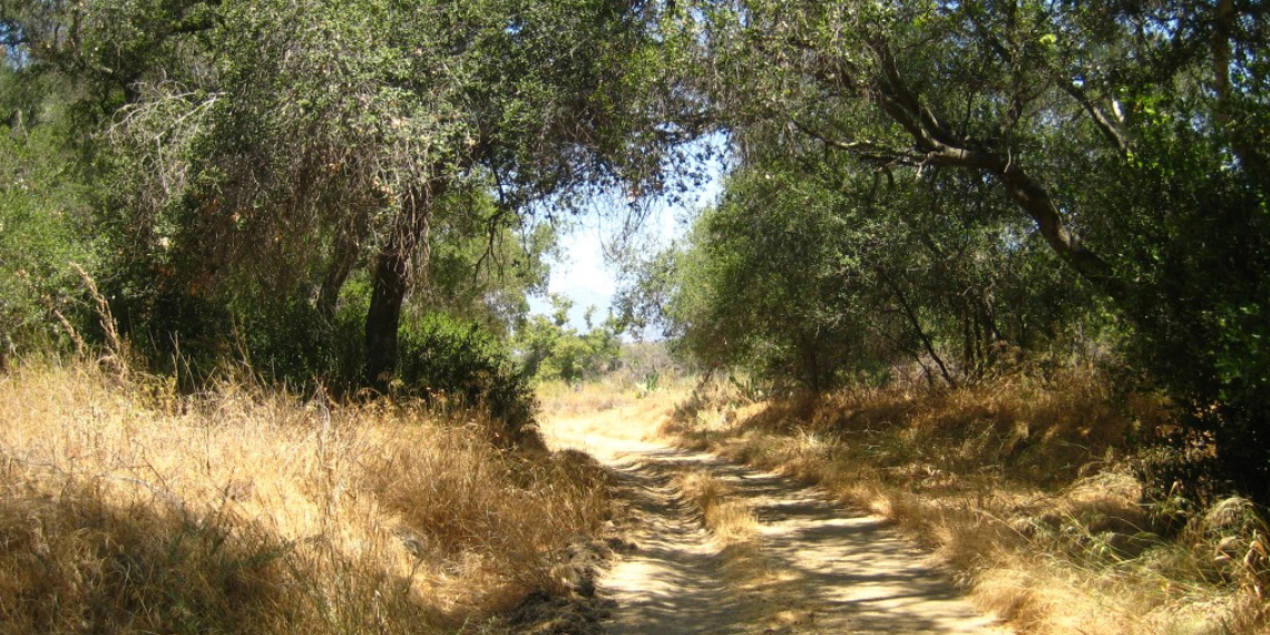 A serene path winding through Ronald W. Caspers Wilderness Park, framed by lush green trees with their branches forming a canopy overhead. The dappled sunlight filters through the leaves, creating a tranquil atmosphere along the inviting trail.