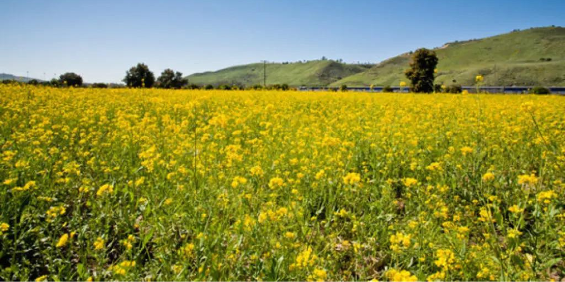 Vibrant yellow wildflowers blooming against a backdrop of rolling green hills at San Juan Capistrano Open Space. The cheerful blooms stand out vividly against the lush landscape, adding a splash of color to the picturesque scenery of this protected natural area.
