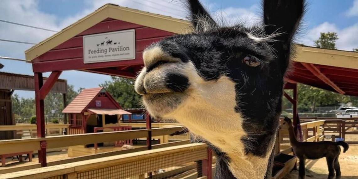 A black and white llama, a resident of Zoomars Petting Zoo in San Juan Capistrano, captured in a delightful moment of curiosity and charm.