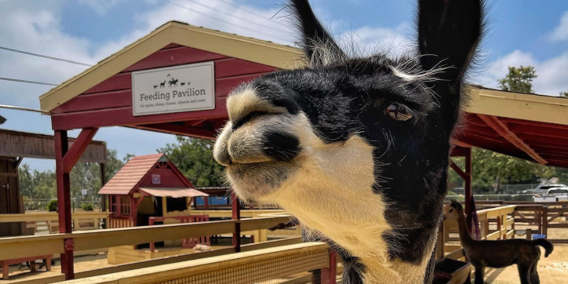 A black and white llama, a resident of Zoomars Petting Zoo in San Juan Capistrano, captured in a delightful moment of curiosity and charm.