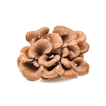 Cluster of brown oyster mushrooms on a white background.