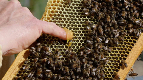 Black Beekeepers Are Reclaiming Their Relationship With the Land