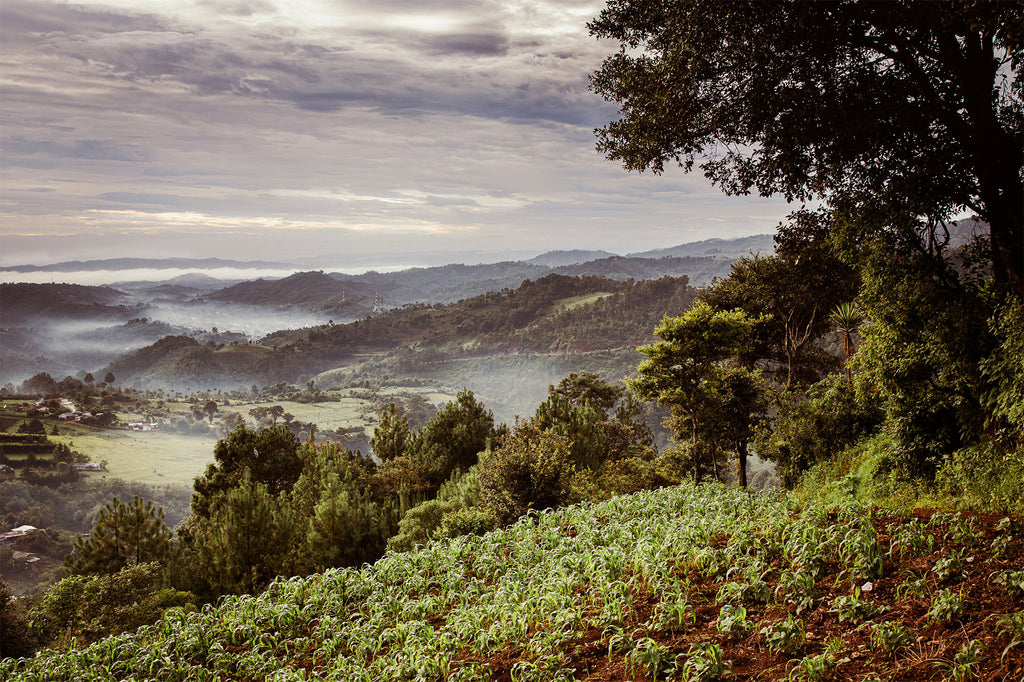 Madre Tierra - green valley with foggy clouds, Guatemala