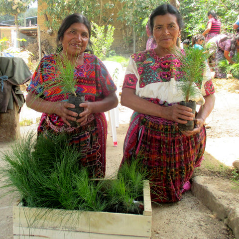 Mayan artisans with pine saplings at tree blessing ceremony