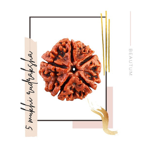 Best Original Rudraksha in Beautum