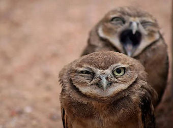 Owls