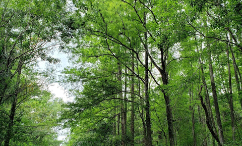 Cypress Swamp Habitat