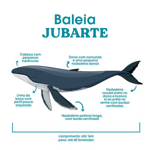 fisiologia da baleia jubarte