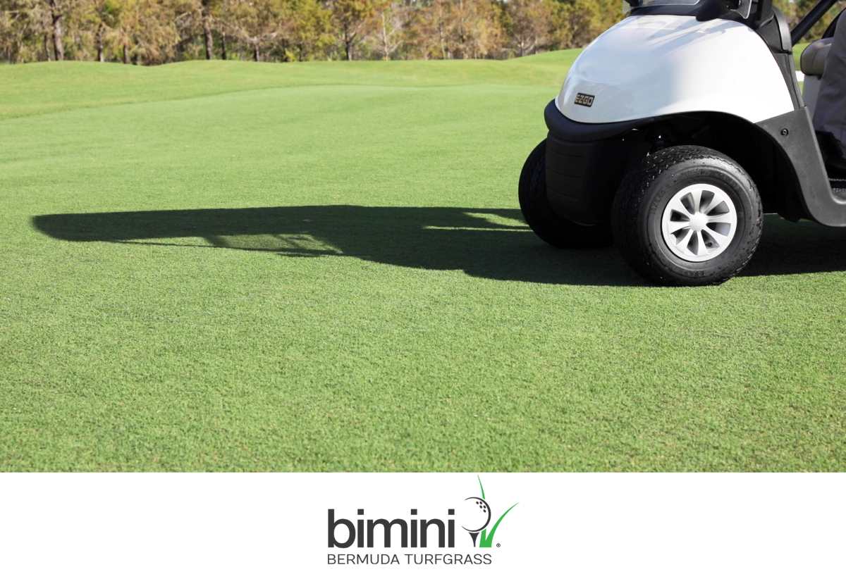 bimini Bermudagrass