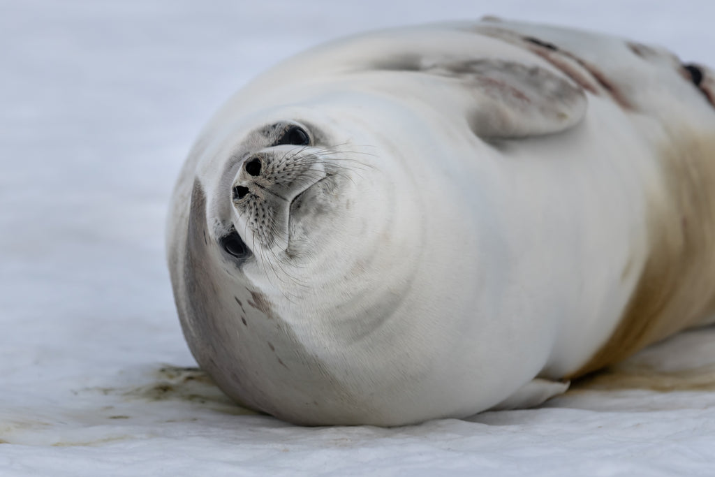 Figure 3 – A juvenile crabeater seal with fresh rake marks along its flank, likely caused by an unsuccessful hunt by a leopard seal (Hydrurga leptonyx).