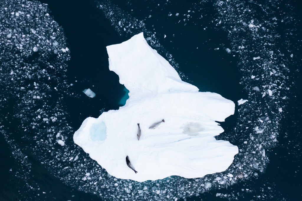 Figure 6 - Aerial imagery of two crabeater seals (top) and a third unidentified seal (bottom) on a medium sized berg.