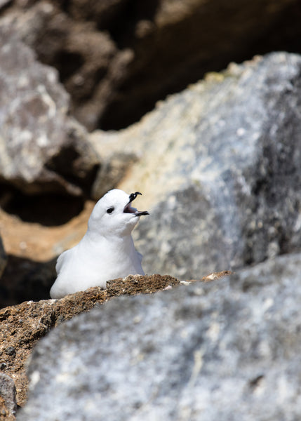 Snow Petrels - An Iconic symbol of Antarctica 