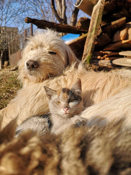 cat and dog.jpeg__PID:dfb9fe88-43b7-4af6-b662-dc1d2d3202e0