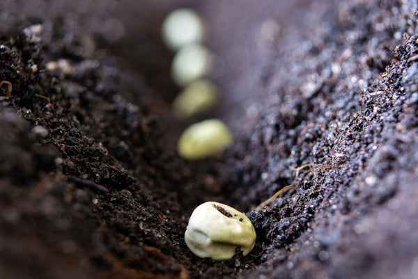 Pea Seeds in a Garden Drill / No Guarantees Gardening