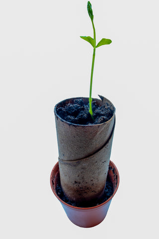 Pea Growing in a Toilet Roll / No Guarantees Gardening
