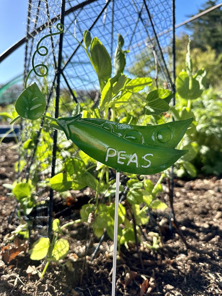 Pea sign label for garden peas by No Guarantees Gardening