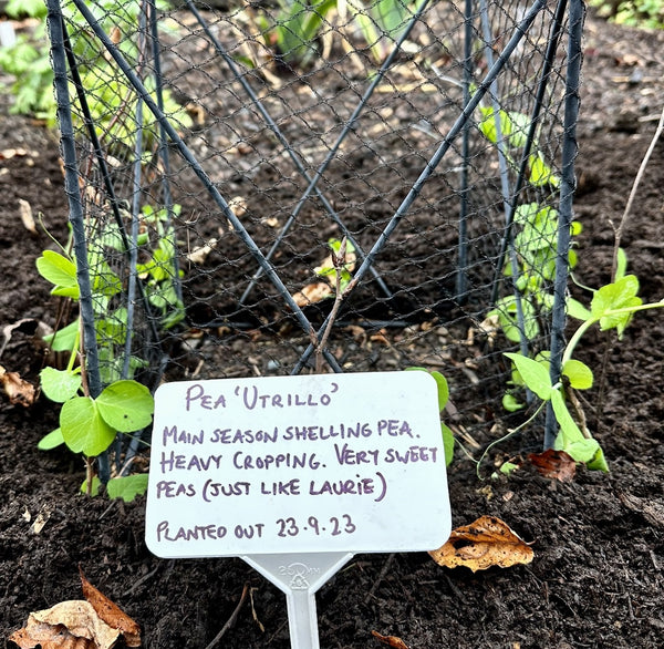 Pea Utrillo seedlings planted out by Stephanie Evans of No Guarantees Gardening