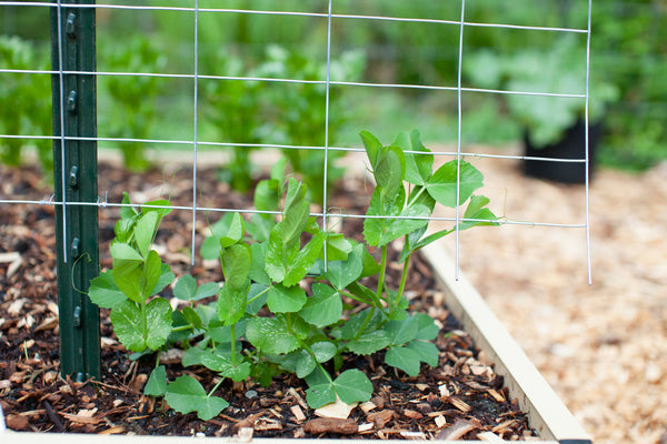 Peas Growing Up A Metal Trellis / No Guarantees Gardening