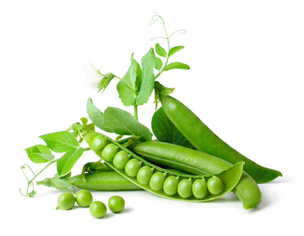 Peas on a white background by No Guarantees Gardening