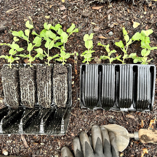 Peas growing in root trainers by Stephanie Evans of No Guarantees Gardening