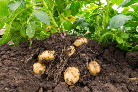 potatoes still planted in the ground